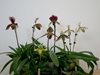 Paphiopedilum 